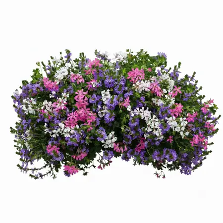 Orkaan rose aqua top 40 cm zonder bak