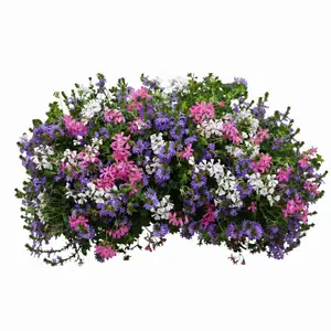 Orkaan Rose venezia 60 cm