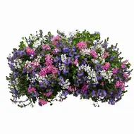 Orkaan Rose venezia 60 cm zonder bak