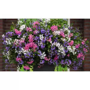 Orkaan Rose venezia 80 cm