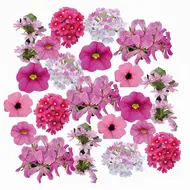 Rhodoniet venezia 80 cm - afbeelding 1