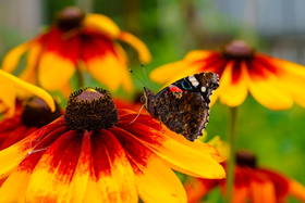 Vaste planten