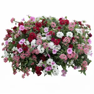 Vuurduin aqua top 40 cm