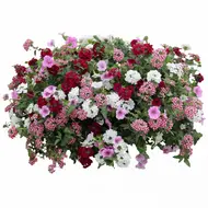 Vuurduin aqua top 40 cm - afbeelding 1