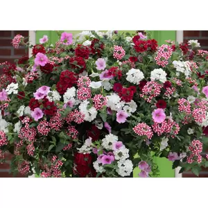 Vuurduin aqua top 40 cm