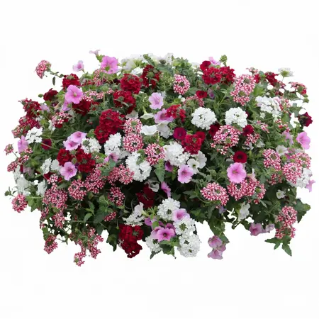 Vuurduin venezia 60 cm - afbeelding 1