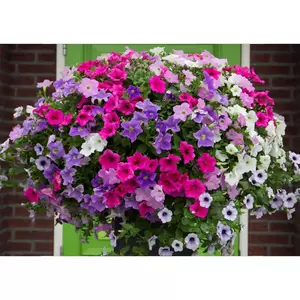 Zeester Aqua top 40 cm