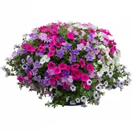 Zeester Aqua top 40 cm zonder bak