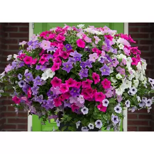 Zeester Venezia 80 cm