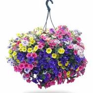 Zeevonk Aqua top 40 cm - afbeelding 1